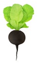 Fresh whole black radish with leaves isolated on a white background Royalty Free Stock Photo