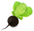 Fresh whole black radish with leaves isolated on a white background Royalty Free Stock Photo