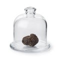 Fresh whole black truffle under a glass cloche