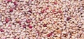 Fresh whole borlotti beans in a pile Royalty Free Stock Photo