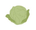 Fresh whole cabbage with green leaves. Head of raw leafy kale. Icon of natural organic vegetable. Flat vector
