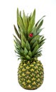 Fresh whole and cut pineapple isolated on white background. From top view Royalty Free Stock Photo