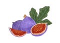 Fresh whole figs, their cut pieces with juicy flesh and leaf. Composition with exotic purple fruits in retro style