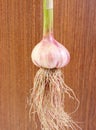 Fresh whole garlic with roots on wooden background Royalty Free Stock Photo