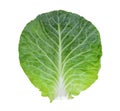 Fresh whole green pointed cabbage isolated on white background Royalty Free Stock Photo