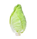 Fresh whole green pointed cabbage isolated on white Royalty Free Stock Photo