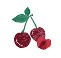 Fresh whole and half sweet cherry vector flat illustration. Ripe red edible plant with stem and leaves isolated on white