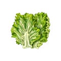 Fresh whole head lettuce. Vector vintage hatching color illustration