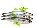 Fresh whole mackerel fish isolated on white background