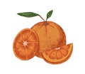 Fresh whole orange with slice and segment of fruit. Ripe juicy citrus with leaves. Hand-drawn colored vector