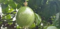 Fresh whole of passion fruit still hanging on the tree waiting to be harvested complete with its leaves and branch