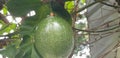 Fresh whole of passion fruit still hanging on the tree waiting to be harvested complete with its leaves and branch