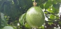 Fresh whole of passion fruit still hanging on the tree waiting to be harvested complete with its leaves and branch