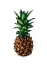 Fresh whole pineapple