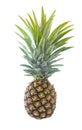 Fresh Whole Pineapple Isolated Royalty Free Stock Photo