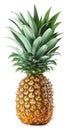 Fresh whole pineapple isolated on white Royalty Free Stock Photo