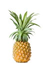 Fresh whole pineapple isolated on white Royalty Free Stock Photo