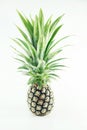 Fresh whole pineapple. on a white background. Royalty Free Stock Photo