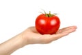 Fresh whole raw red tomato with green leaf and hand, isolated on white background Royalty Free Stock Photo