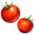 Fresh whole two tomatoes isolated, red vegetable, watercolor illustration on white Royalty Free Stock Photo