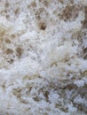 Fresh whole wheat bread crumb macro texture Royalty Free Stock Photo
