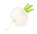 Fresh whole white turnip isolated on a white background Royalty Free Stock Photo