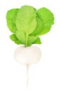 Fresh whole white turnip with leaves isolated on a white background Royalty Free Stock Photo