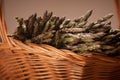 Fresh wild asparagus on a basket ready to be cooked Royalty Free Stock Photo