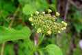 Fresh wild blossom leaves in the forest in spring.