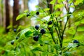 Fresh wild blueberries in forest