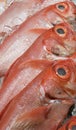 Fresh and wild caught Alfonsino (Beryx decadactylus, Chikame kintoki)