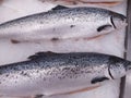 Fresh wild caught King Salmon on ice in a local sea food market Royalty Free Stock Photo