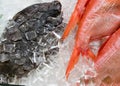 Fresh and wild caught Sole and Alfonsino (Beryx decadactylus, Chikame kintoki)