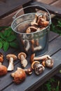 Fresh wild edible mushrooms gathered in can on wooden bench Royalty Free Stock Photo