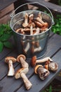 Fresh wild edible mushrooms, orande and brown cap gathered in can on wooden bench Royalty Free Stock Photo