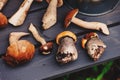 Fresh wild edible mushrooms on wooden bench Royalty Free Stock Photo