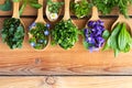 Wild edible spring herbs on wooden spoons Royalty Free Stock Photo