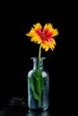 Fresh wild flowers in a glass vase on a dark table. Beautiful colorful flower bouquet Royalty Free Stock Photo