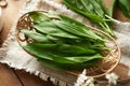 Fresh wild garlic or Allium ursinum fresh leaves harvested in spring on a table Royalty Free Stock Photo