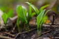 fresh wild garlic Royalty Free Stock Photo