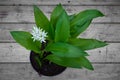 Fresh wild garlic leaves and flower Allium ursinum Royalty Free Stock Photo