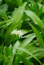 Fresh wild garlic leaves and flower (Allium ursinum) Royalty Free Stock Photo