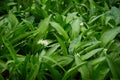 Fresh wild garlic leaves and flower (Allium ursinum) Royalty Free Stock Photo