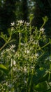 Fresh wild garlic leaves with flowers