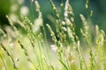 Fresh wild green grass field on blurred bokeh background closeup, ears on meadow soft focus macro, beautiful sunny summer day lawn Royalty Free Stock Photo