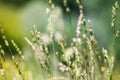 Fresh wild green grass field on blurred bokeh background closeup, ears on meadow soft focus macro, beautiful sunny summer day lawn Royalty Free Stock Photo