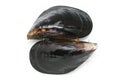 Fresh wild harvested black mussels