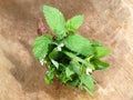 Fresh wild herbs Royalty Free Stock Photo