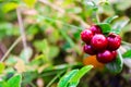 Fresh wild lingonberry in forest in a swamp. Natural food of wild nature, rich in vitamins. Top view. Vaccinium vitis-idaea ling