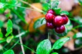 Fresh wild lingonberry in forest in a swamp. Natural food of wild nature, rich in vitamins. Top view. Vaccinium vitis-idaea ling